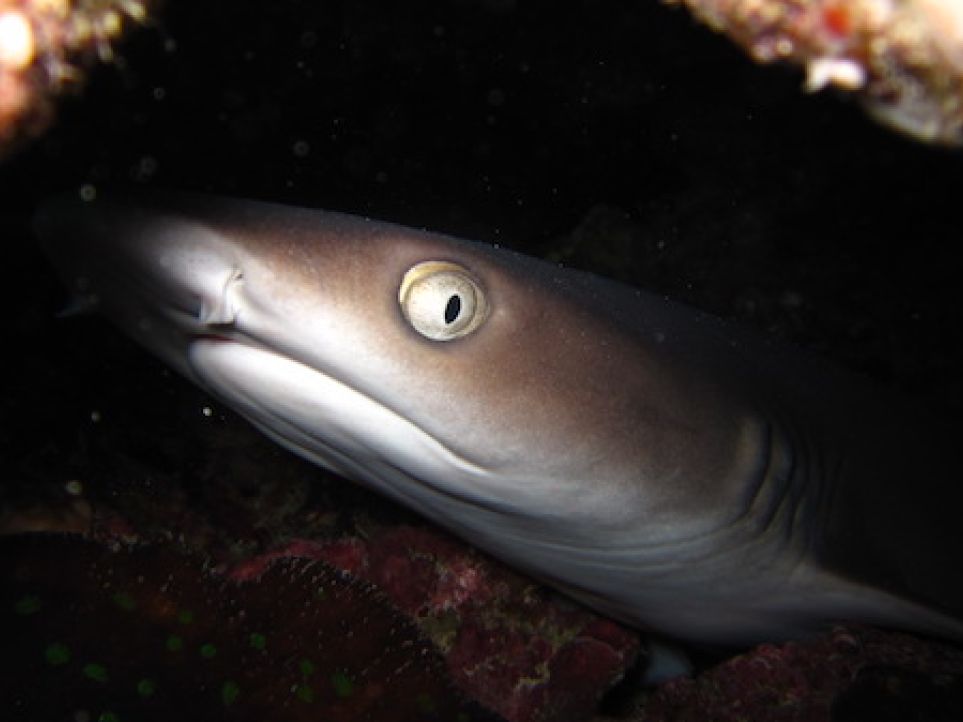 Whitetip reef shark hiding under overhang on the reef in shadow