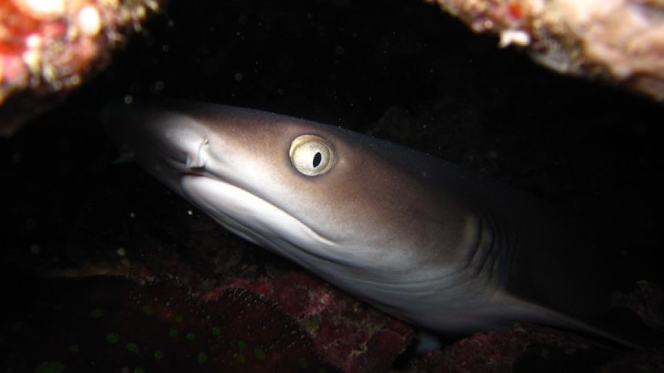 Whitetip reef shark hiding under overhang on the reef in shadow